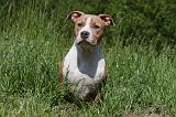 AMSTAFF ADULT 429